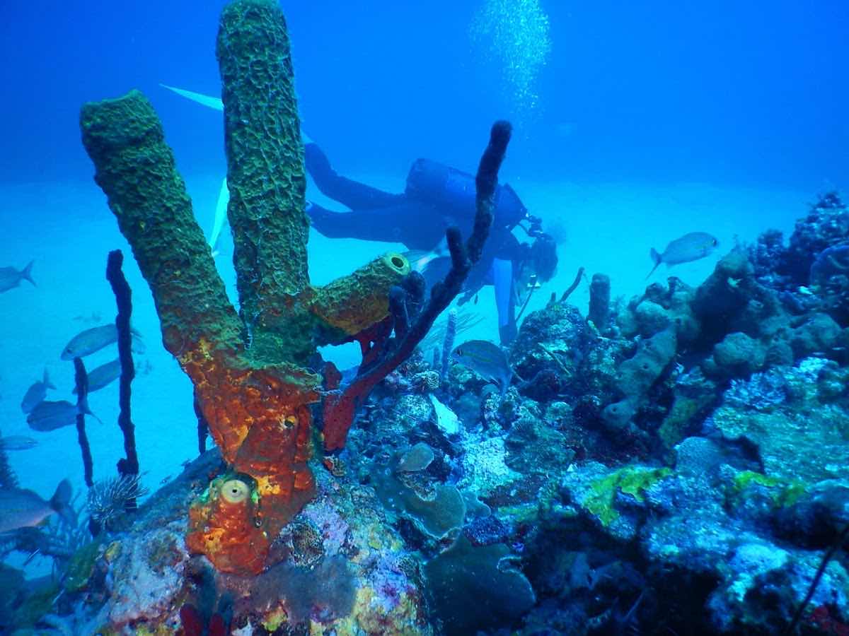 Les Baillantes Tortues - Diving Group photo 3