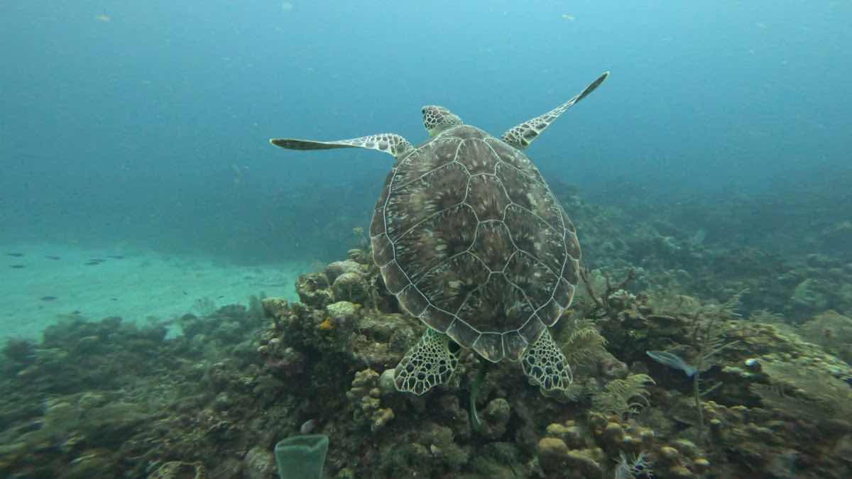 Moana Divers Roatan photo 10