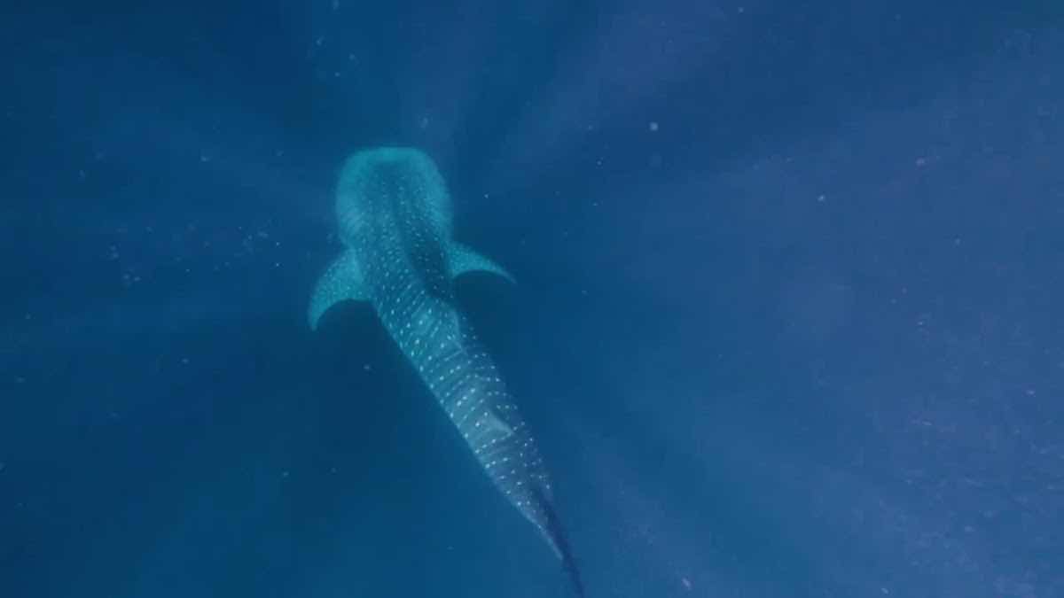 Mirissa Deepsea Fishing centre photo 3