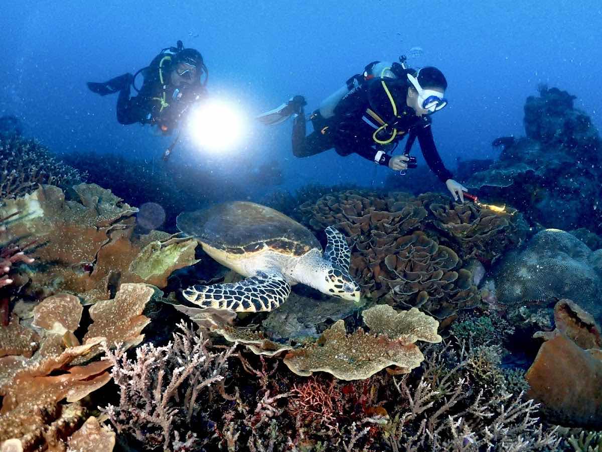 Komodo Adventure Dive Travel photo 6