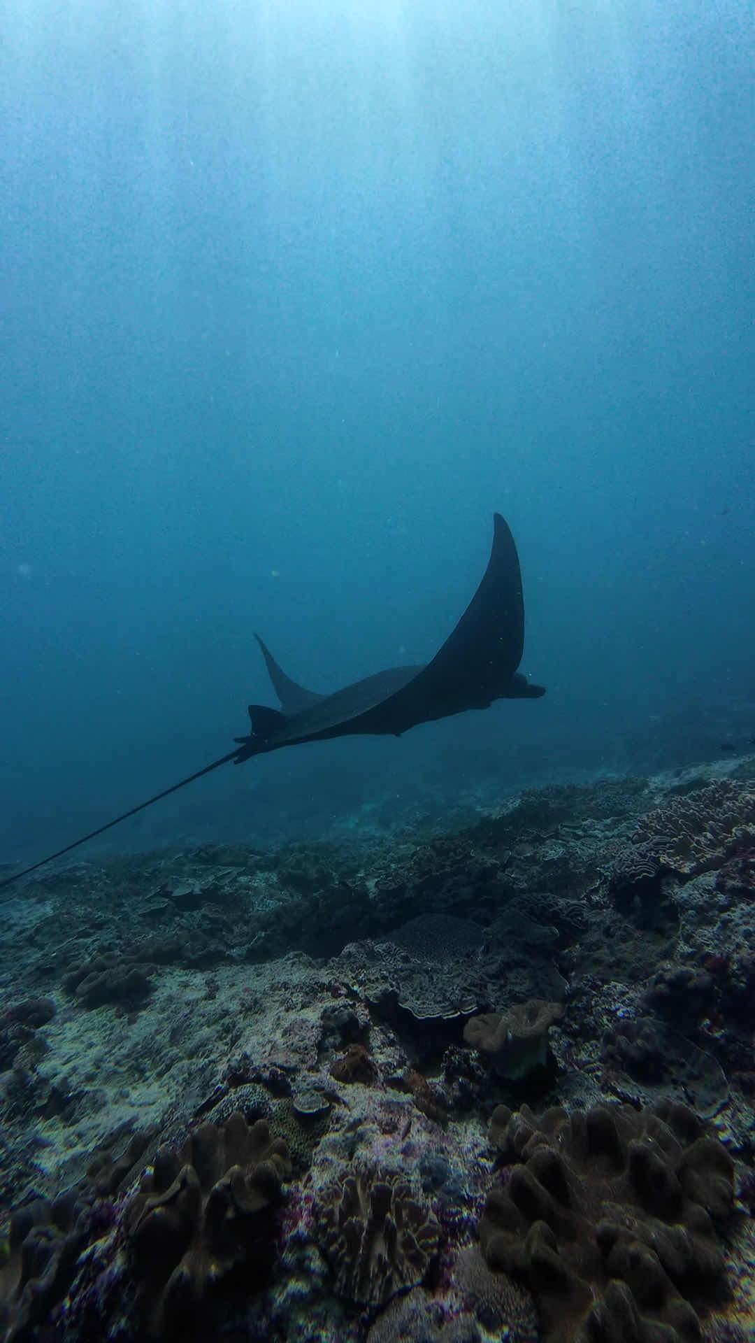 Lembongan Dream Dive Resort photo 3