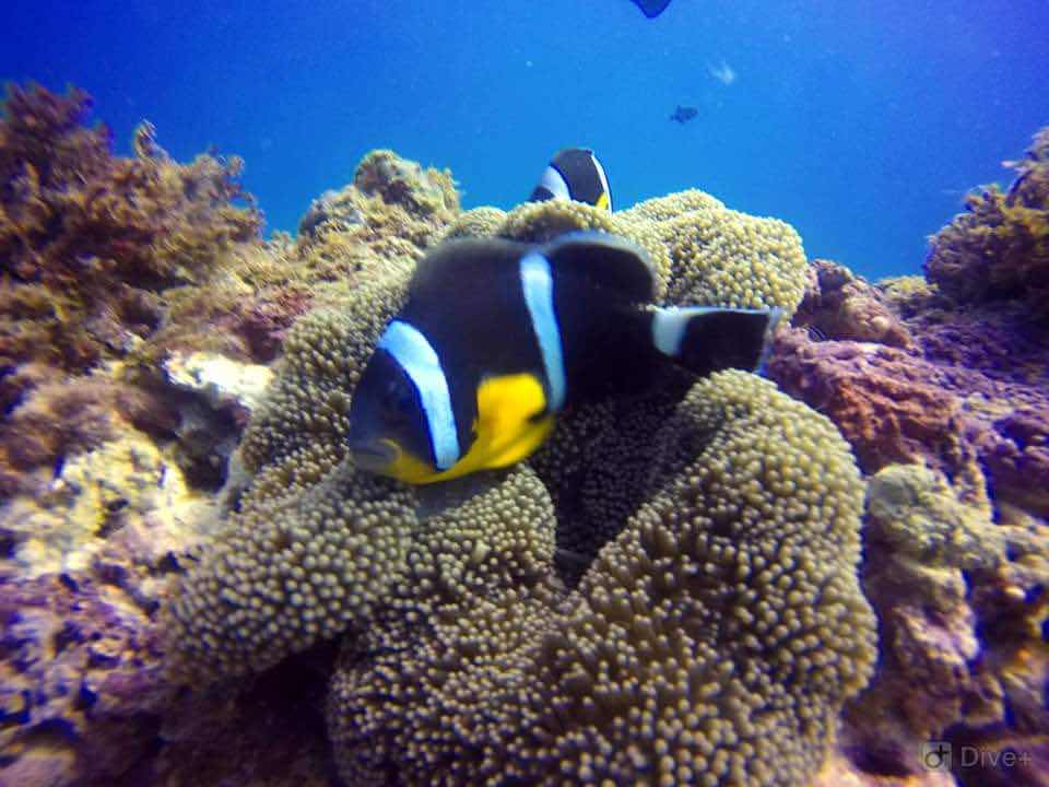 Scuba World Diving Mauritius- PADI 5 Star Dive Resort photo 4
