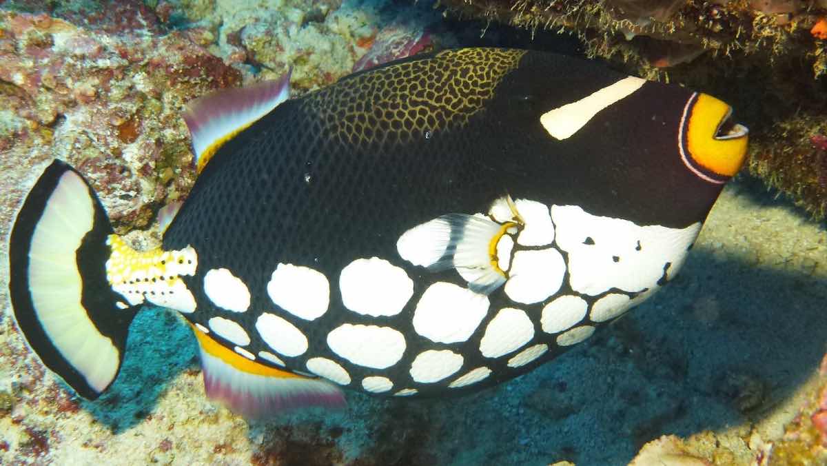 Scuba World Diving Mauritius- PADI 5 Star Dive Resort photo 7