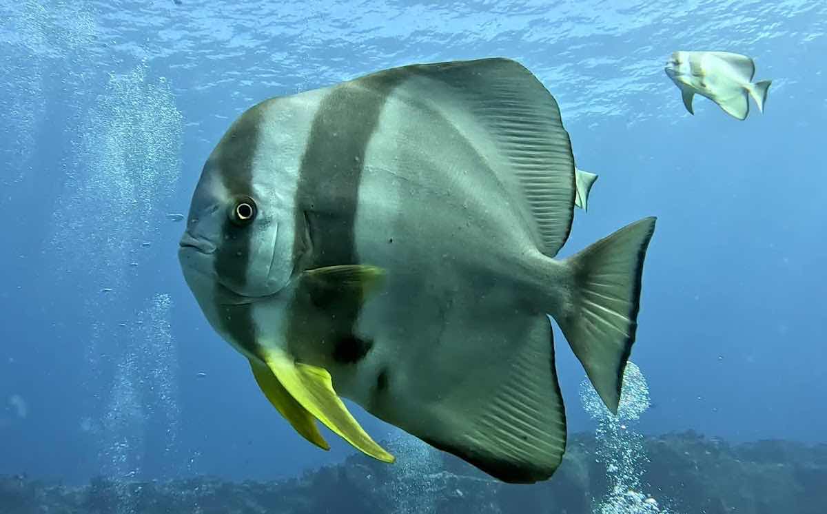 Scuba World Diving Mauritius- PADI 5 Star Dive Resort photo 8