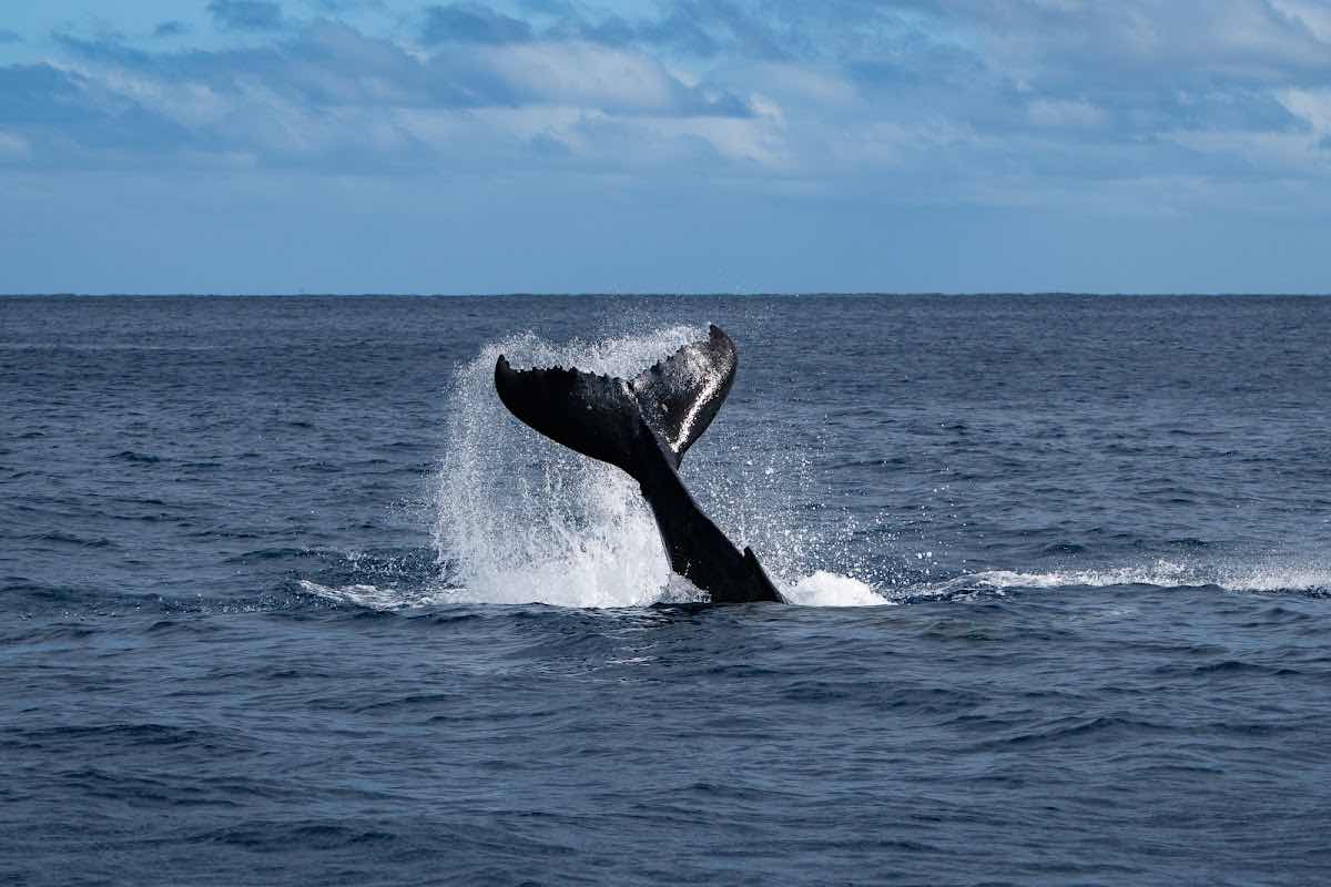 Niue Blue photo 4