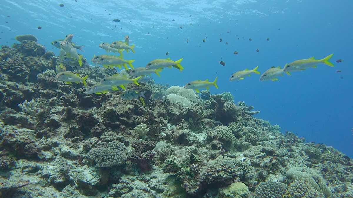 Niue Blue photo 8