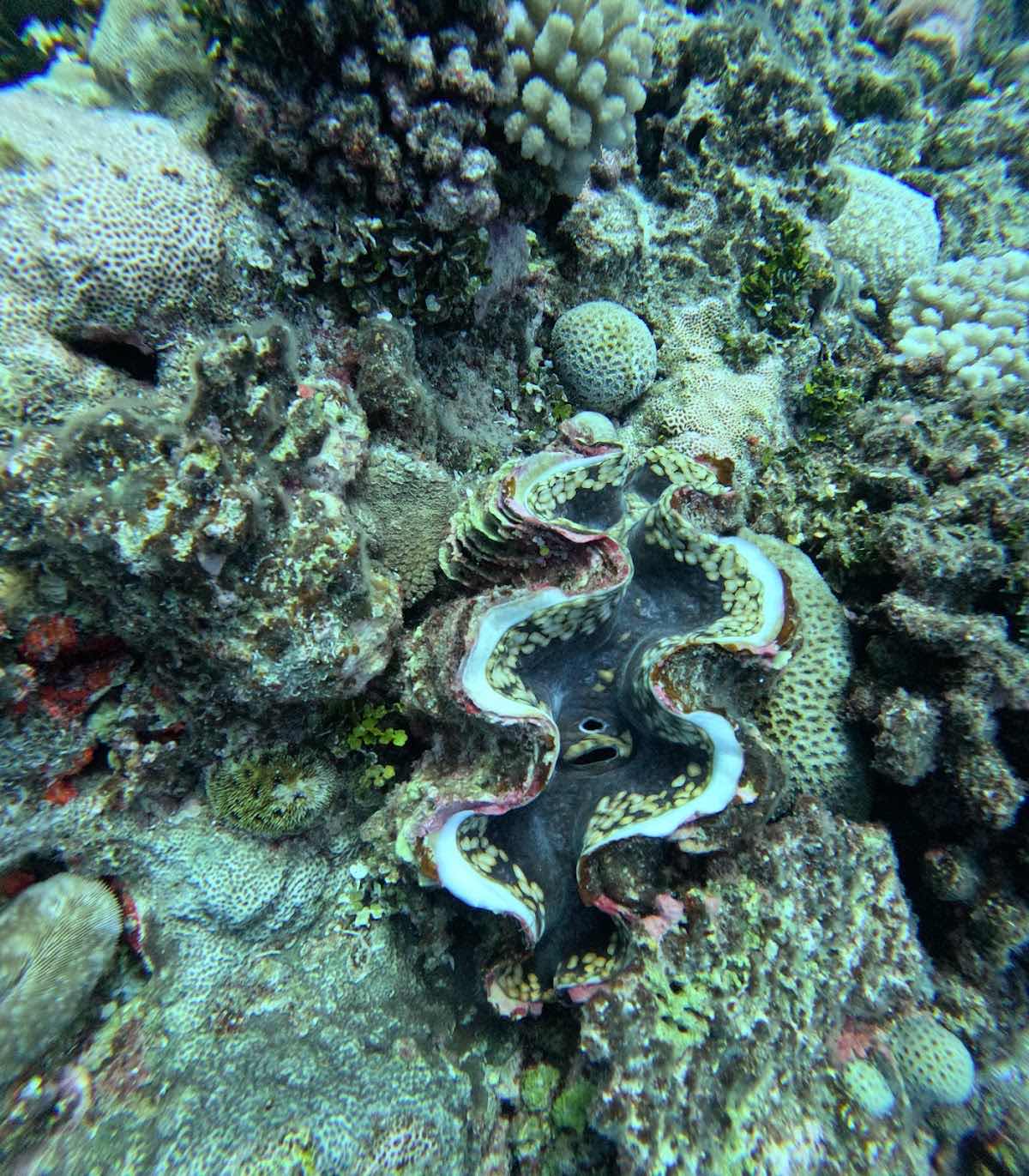 Niue Blue photo 10