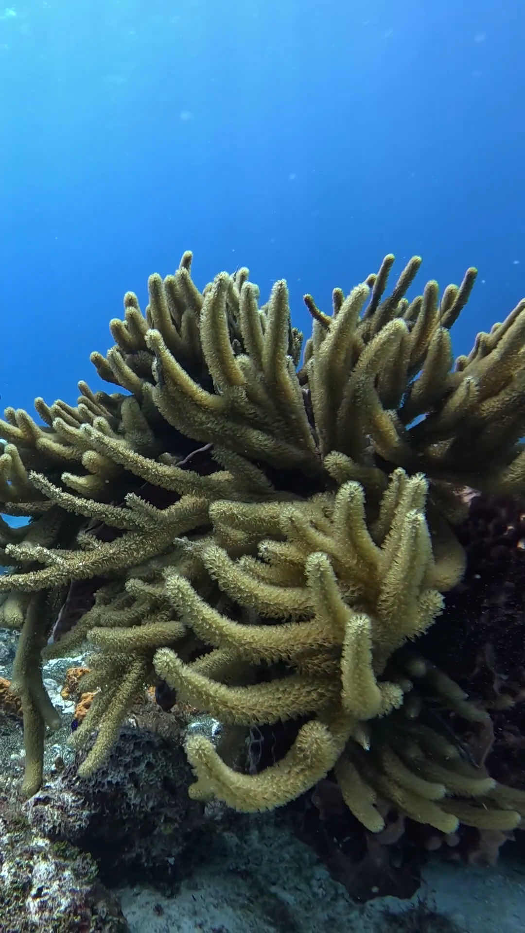 Alma Libre Dive Center Cozumel photo 3