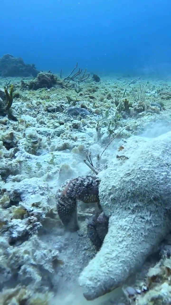 Alma Libre Dive Center Cozumel photo 4