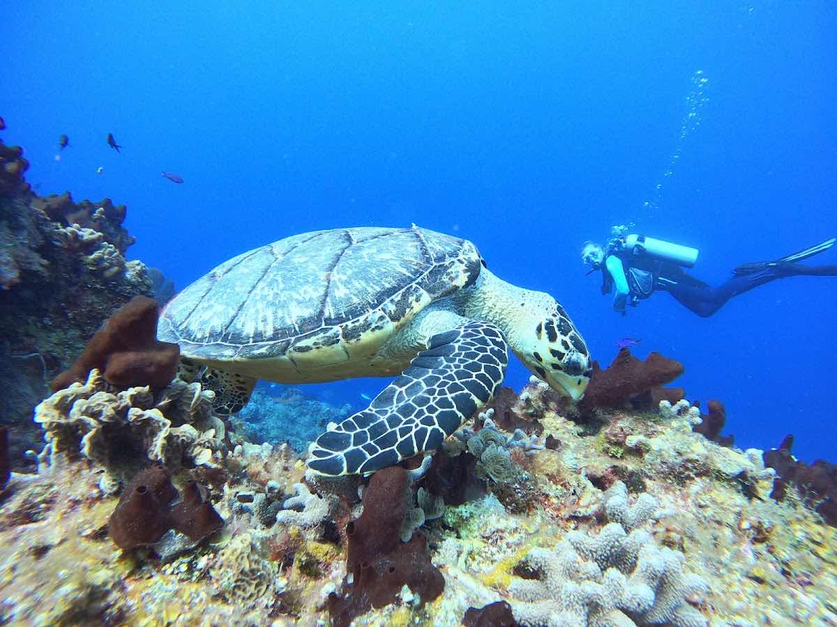 Alma Libre Dive Center Cozumel photo 10