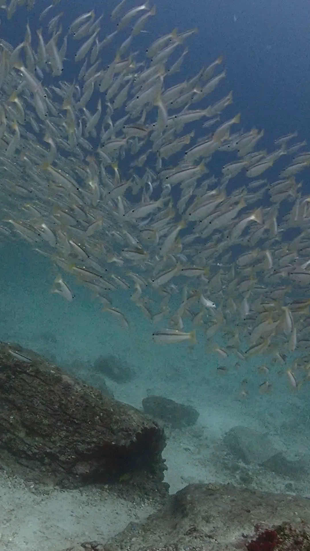 Love Diving Phuket - Chalong Pier photo 4