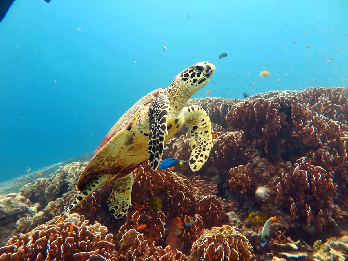 Love Diving Phuket - Chalong Pier photo 8