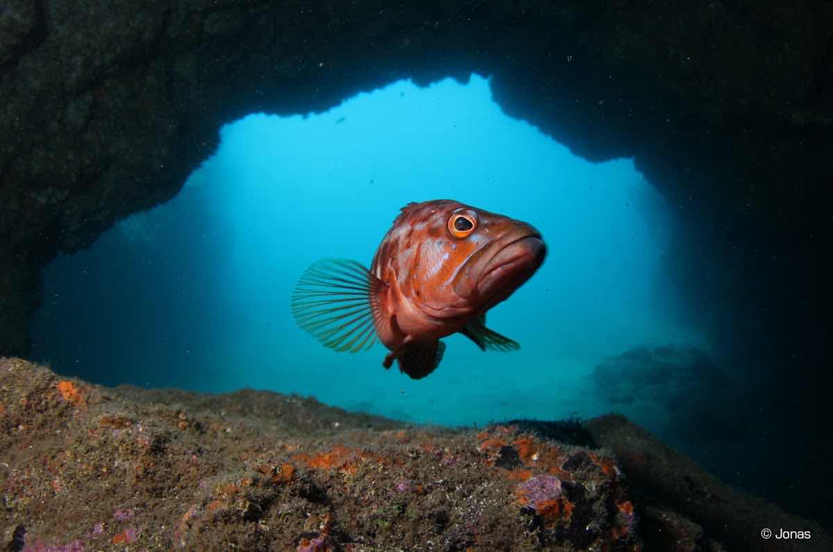 Haliotis Madeira Diving Center photo 1
