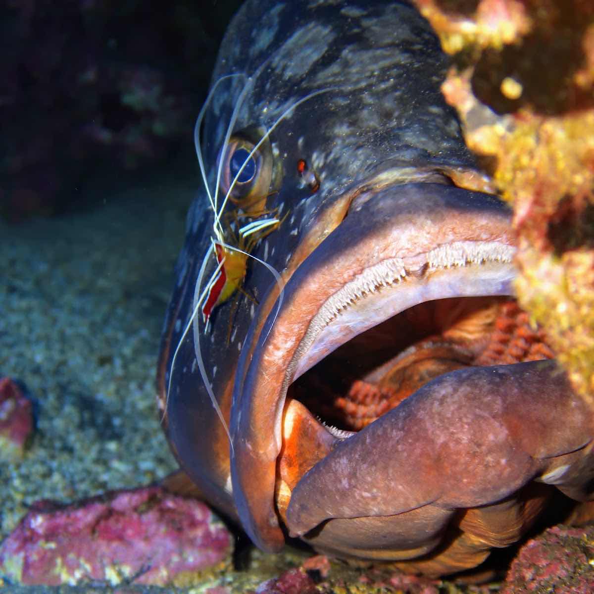 Haliotis Madeira Diving Center photo 2