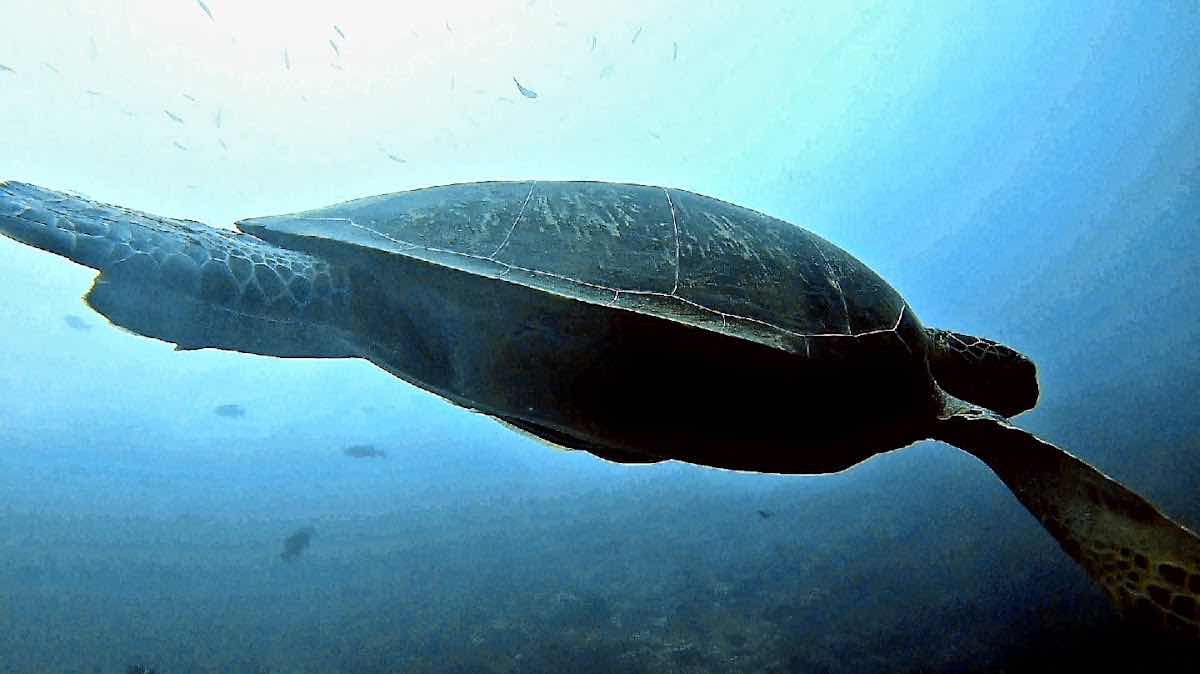 Big Whale dive center photo 1