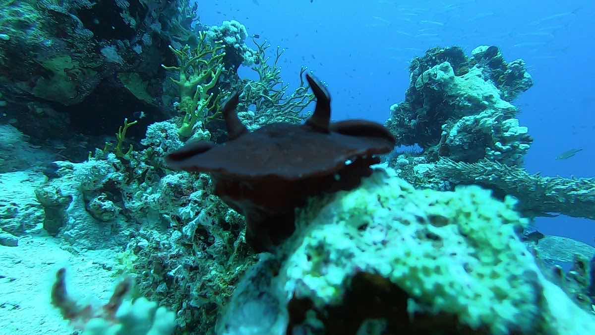 Big Whale dive center photo 2
