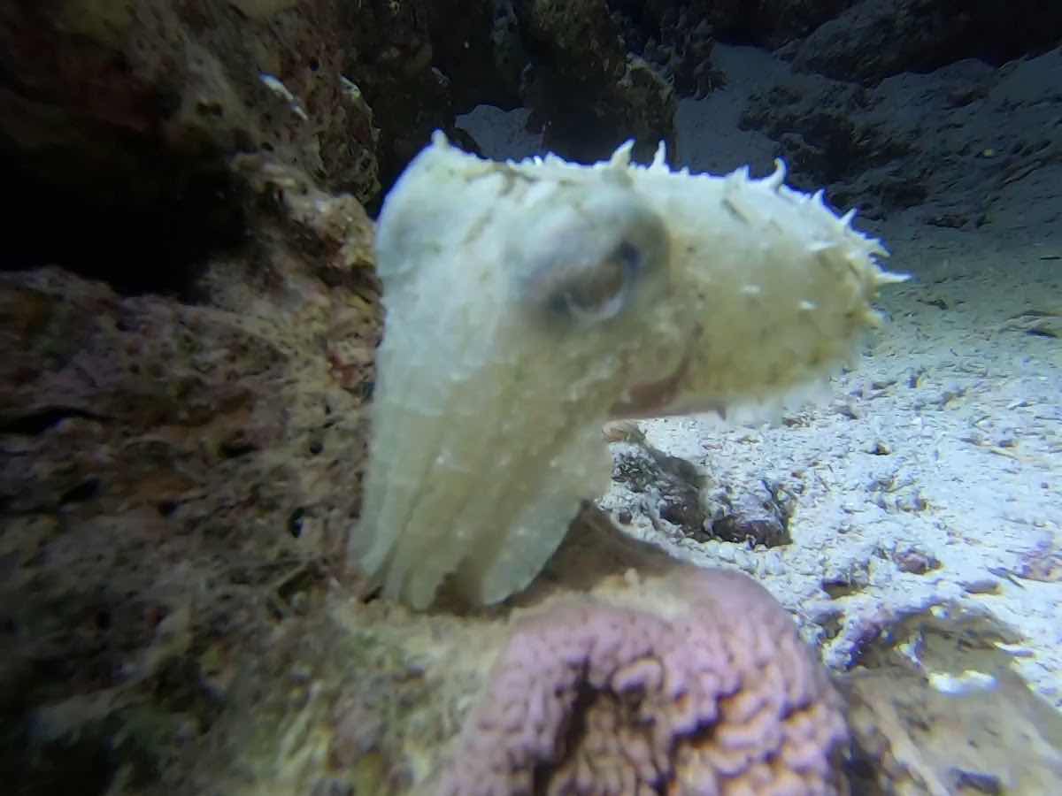 Big Whale dive center photo 3