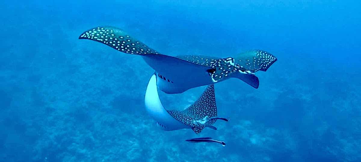 Big Whale dive center photo 10