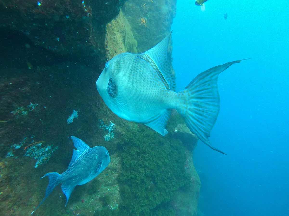 Best Spot Azores Dive Center photo 3