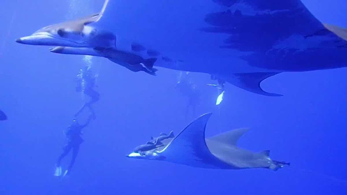 Best Spot Azores Dive Center photo 10
