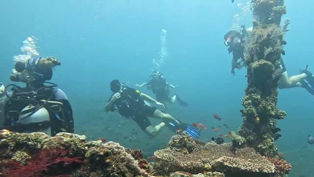 Black Amed Diving - Buceo en español photo 3