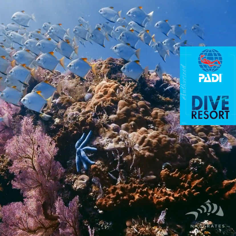 Black Amed Diving - Buceo en español photo 9