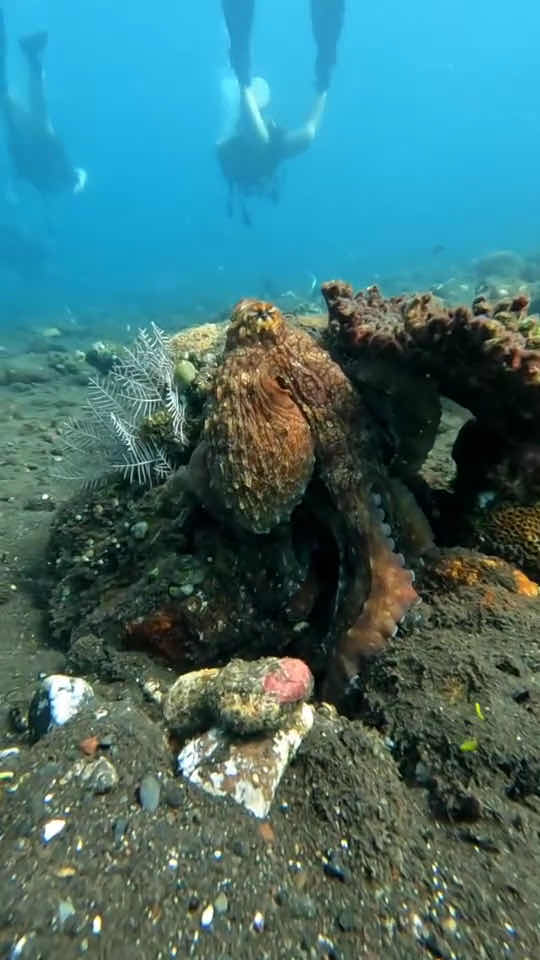 Black Amed Diving - Buceo en español photo 10