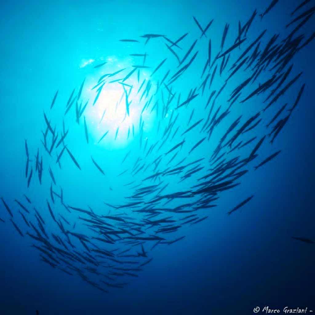 Kairos Diving Center - Sardegna photo 6