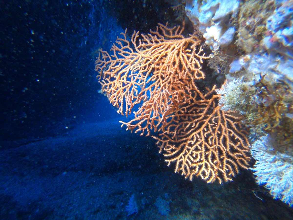 Kairos Diving Center - Sardegna photo 9
