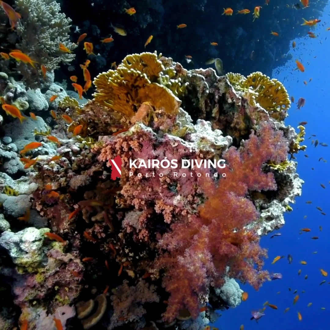 Kairos Diving Center - Sardegna photo 10