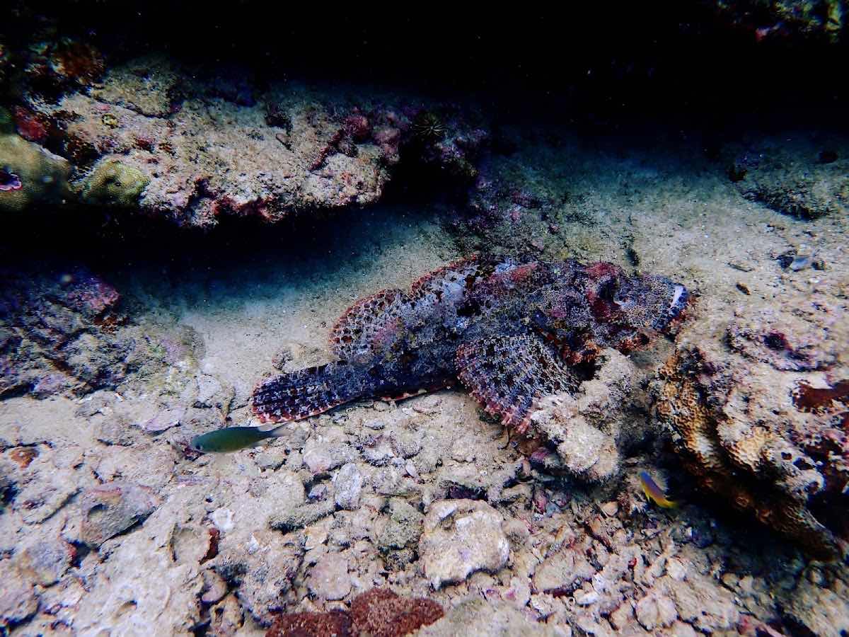 Sea Bees Diving - Phi Phi (SAii Phi Phi Island Village Resort) photo 2