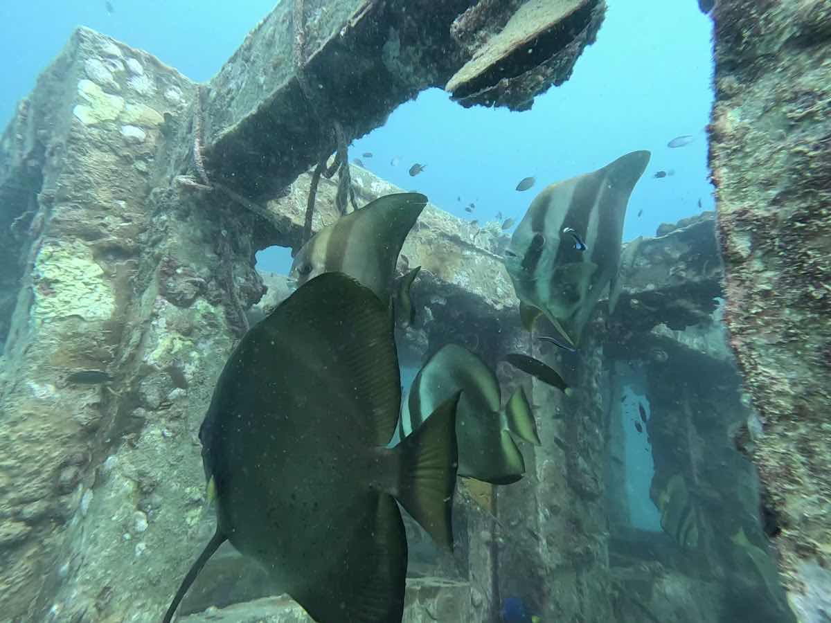 Sea Bees Diving - Phi Phi (SAii Phi Phi Island Village Resort) photo 6
