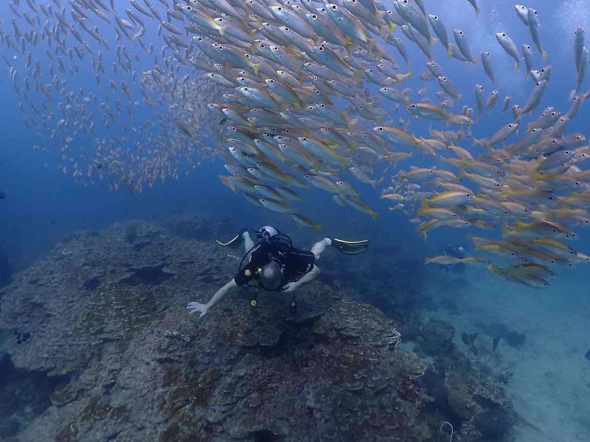 Sea Bees Diving - Phi Phi (SAii Phi Phi Island Village Resort) photo 9