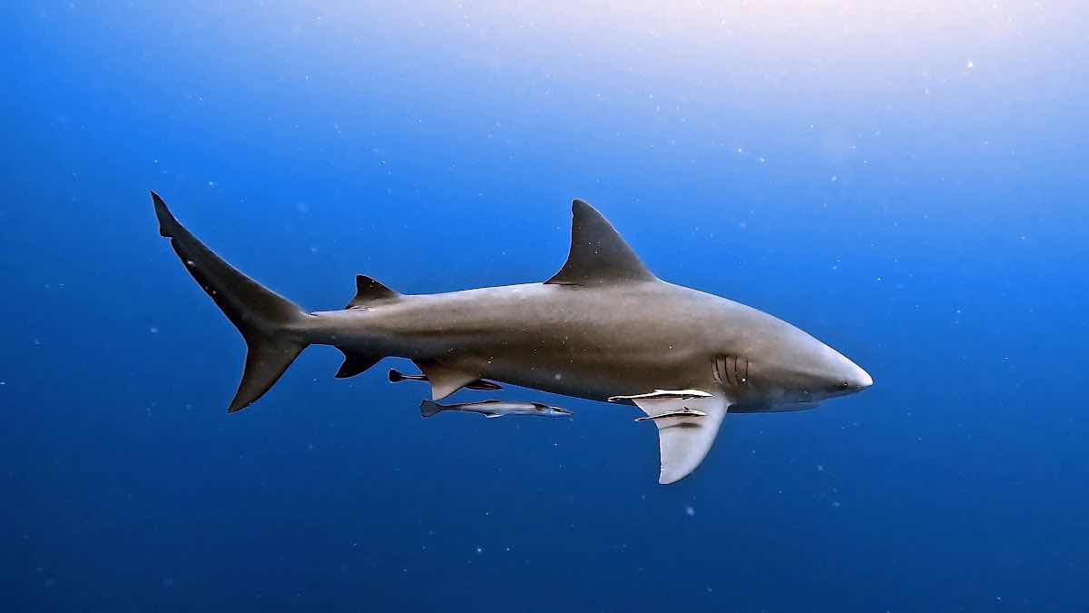 Back to Basics Adventures Scuba Diving photo 3