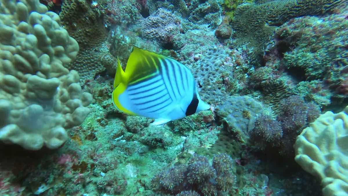 Back to Basics Adventures Scuba Diving photo 4
