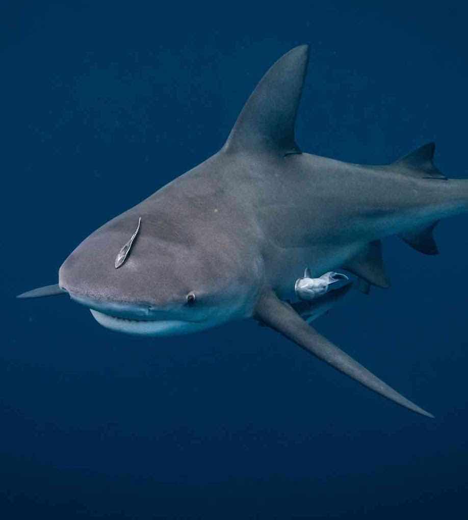 Back to Basics Adventures Scuba Diving photo 7
