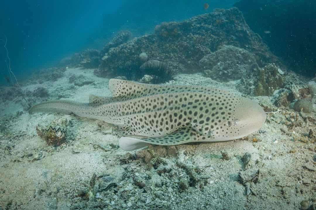 Back to Basics Adventures Scuba Diving photo 8