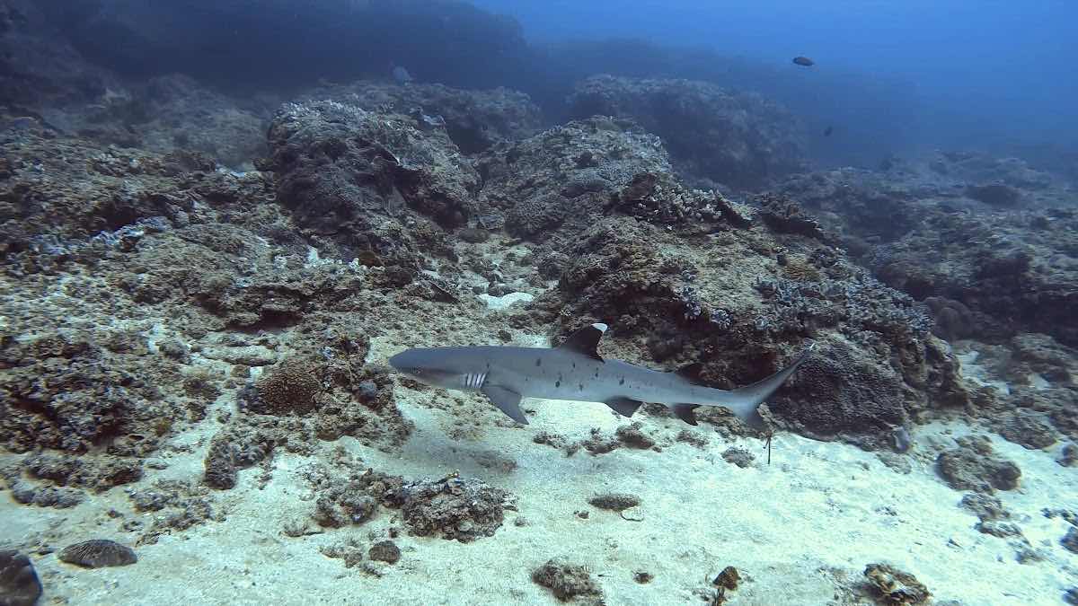 Back to Basics Adventures Scuba Diving photo 10