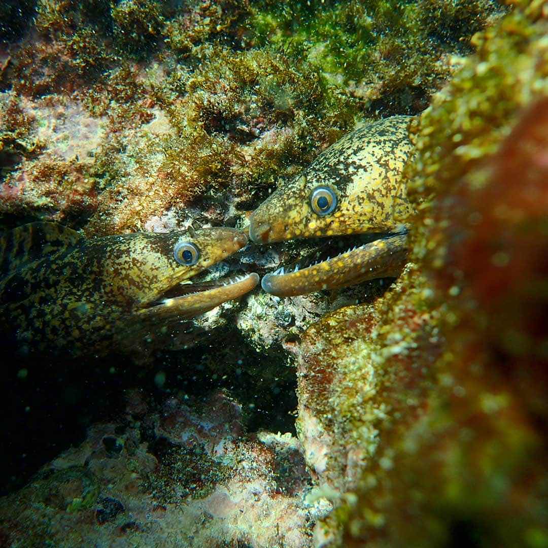 Penguin Expeditions Cia Ltda DIVE CENTER photo 1