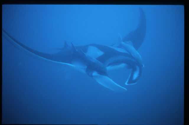 Penguin Expeditions Cia Ltda DIVE CENTER photo 5