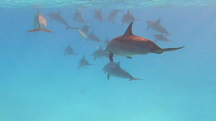 Wanderlust Blue diving center photo 6