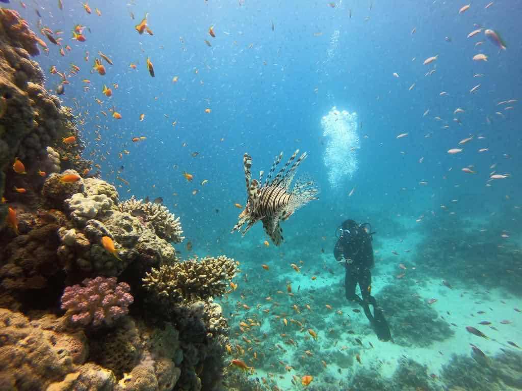 Diamond Red Sea - Diving in Hurghada photo 1