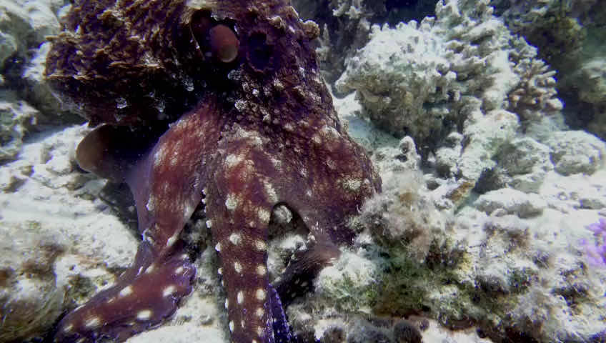 Diamond Red Sea - Diving in Hurghada photo 4