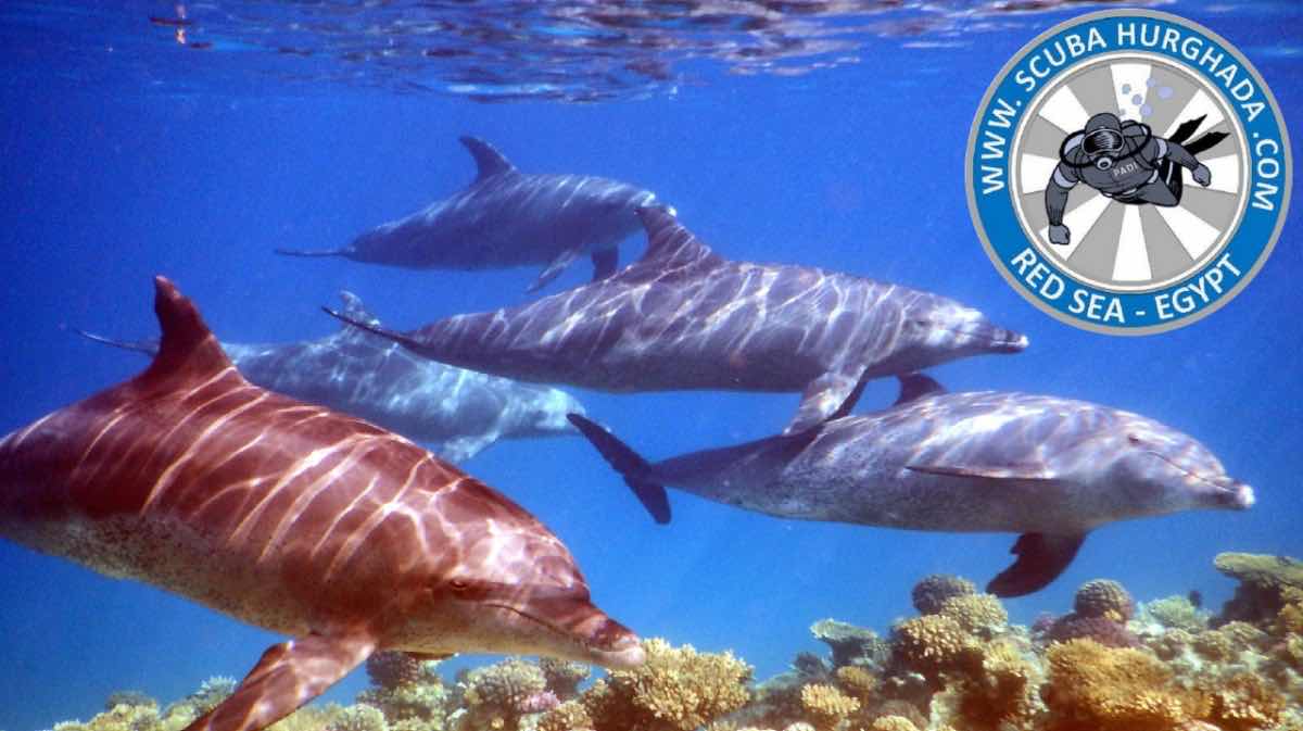 Diamond Red Sea - Diving in Hurghada photo 5