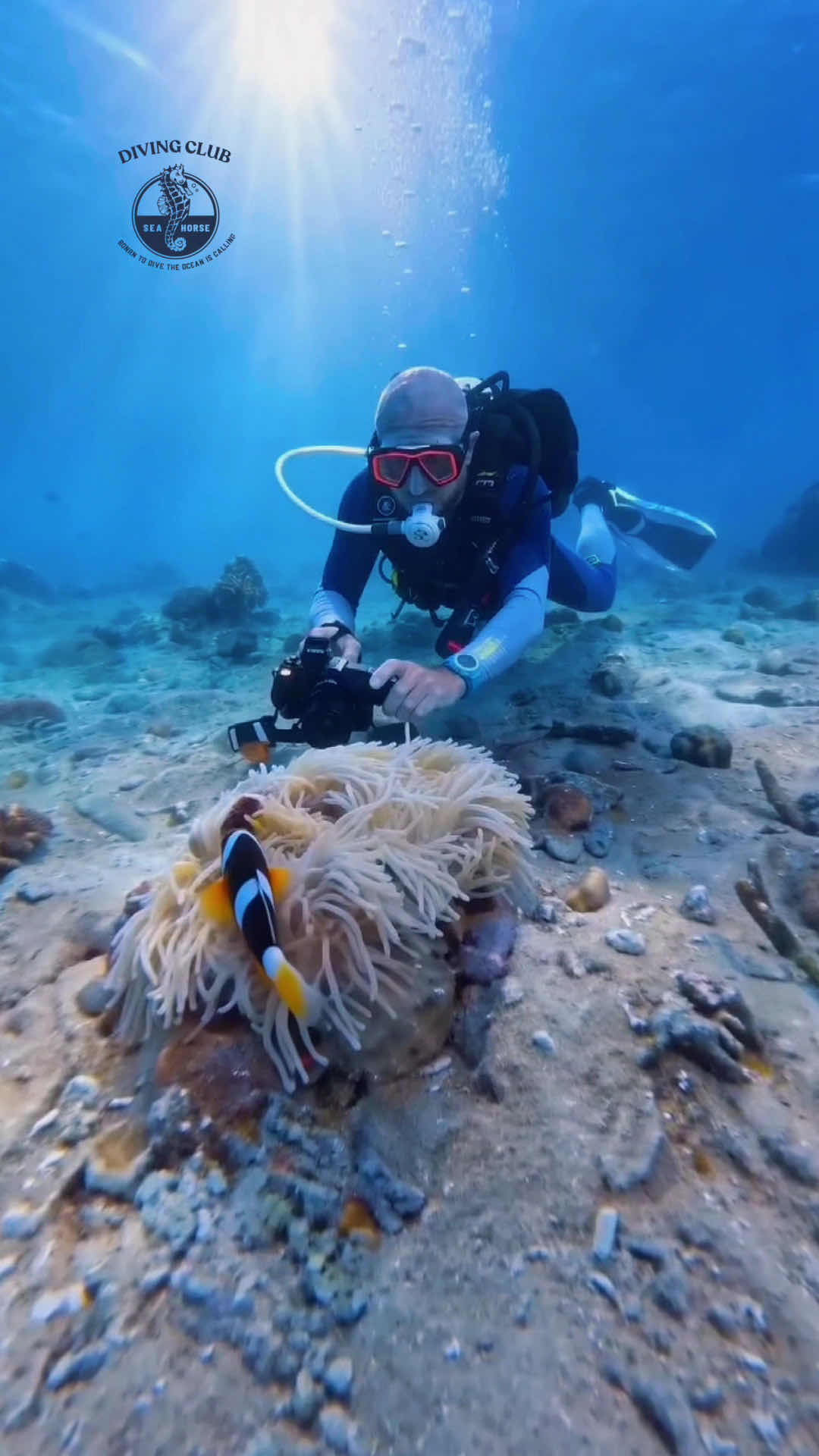 Seahorse Diving Club photo 4