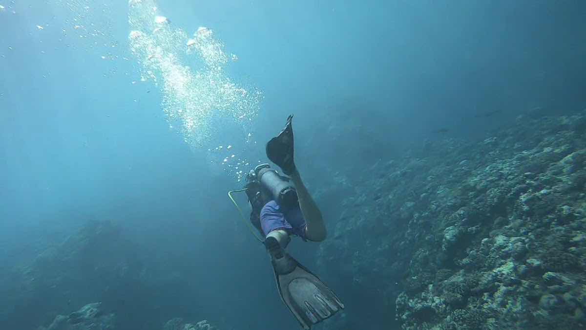 Corail Plongée : École de Plongée Saint Gilles La Reunion photo 10