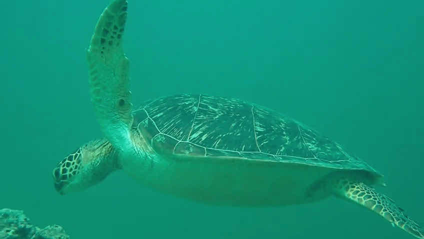 Aqua Ventures – Ocean Sports photo 3