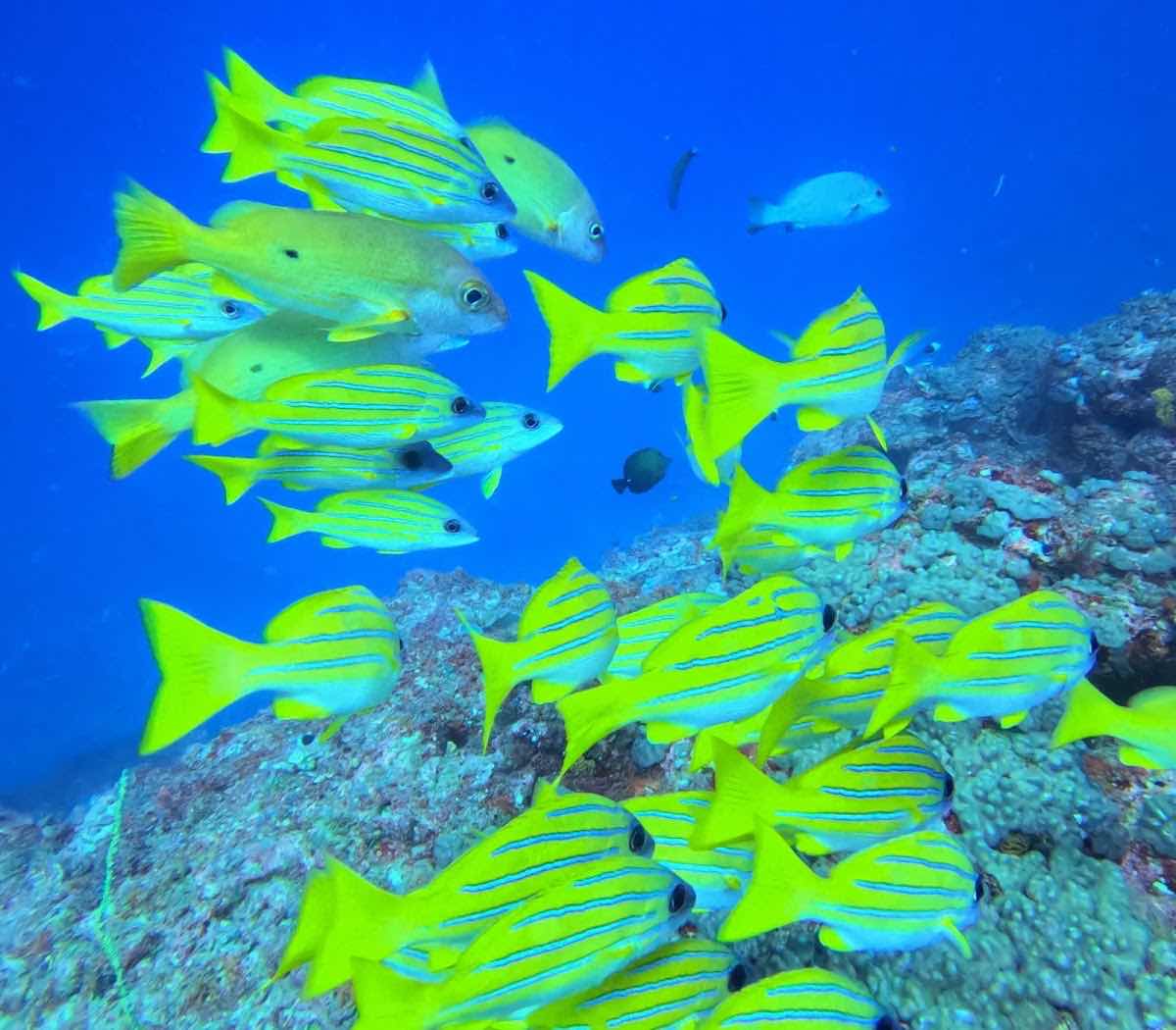 Aqua Ventures – Ocean Sports photo 10
