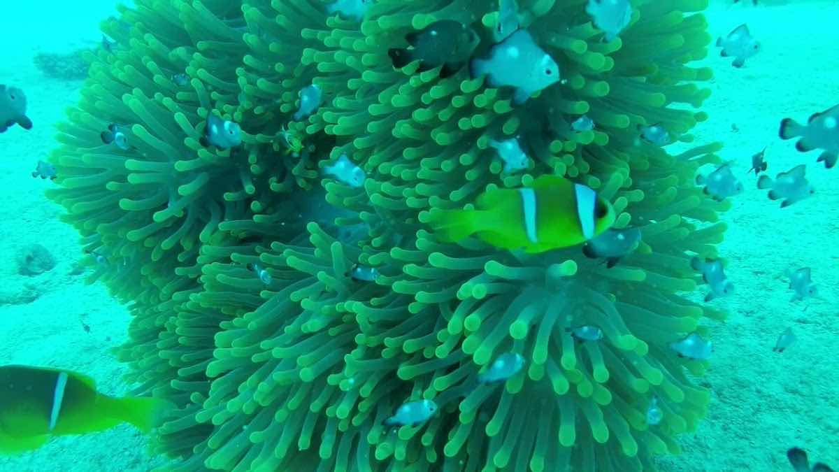 PADI diving instructor Sharm photo 3