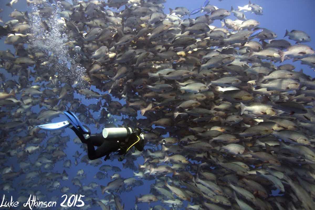PADI diving instructor Sharm photo 4